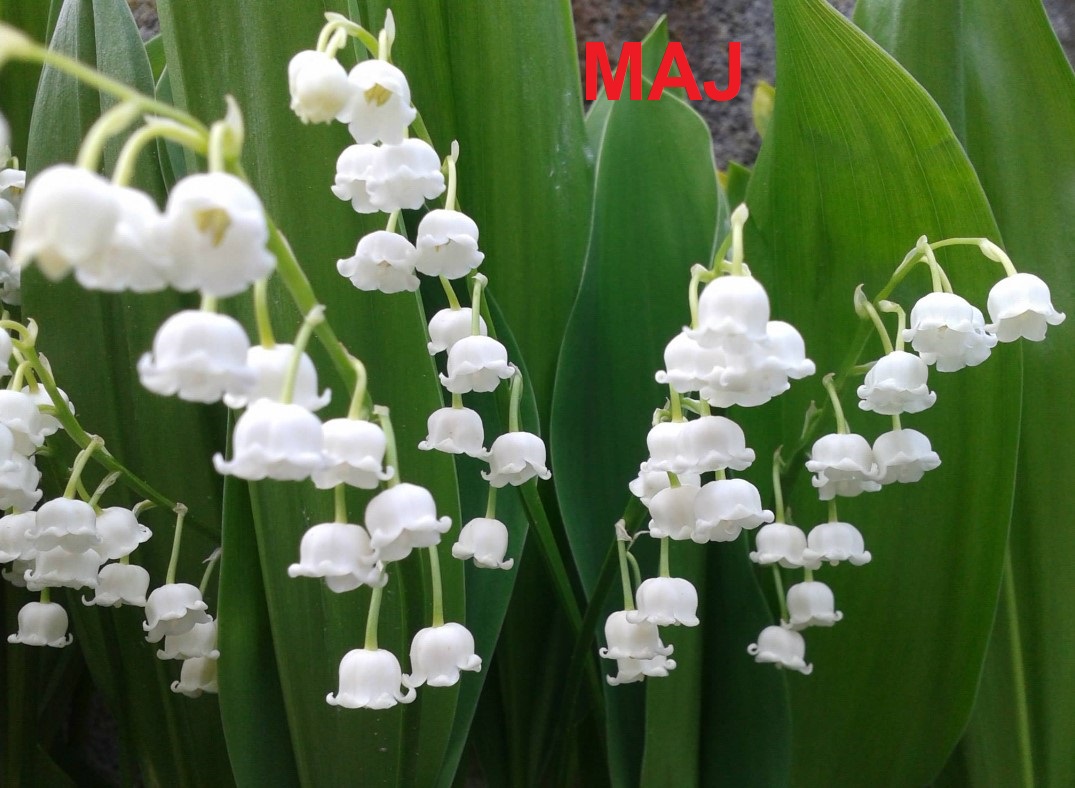 maj