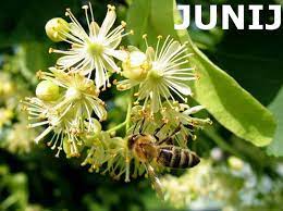 junij